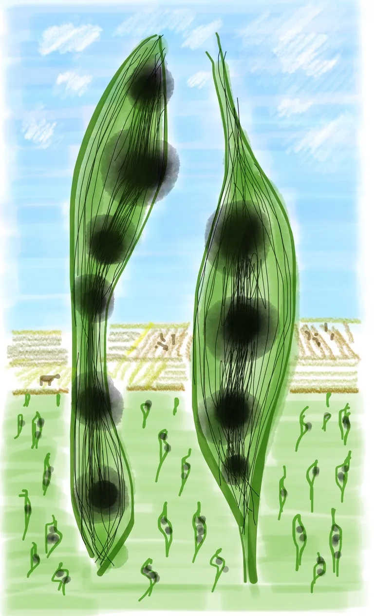 Doodles item Outdoors image Pea Field